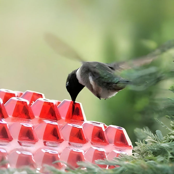 Hummingbird Feeder Nectar Hanging Garden Feeding Station