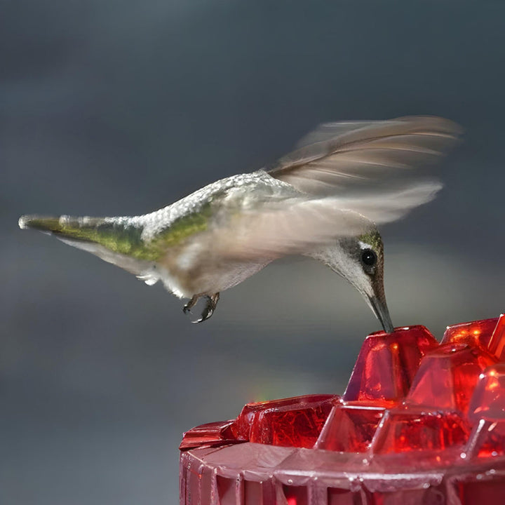 Hummingbird Feeder Nectar Hanging Garden Feeding Station