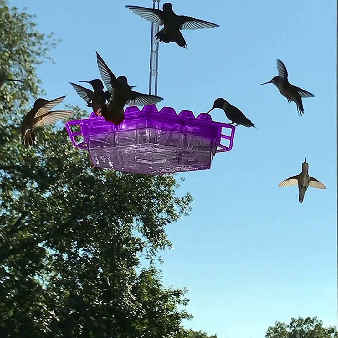 Hummingbird Feeder Hanging Bird Outdoor