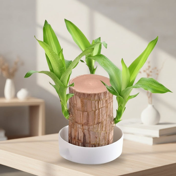 Wood Plant Stand Indoor Outdoor Flower Pot Display Shelf